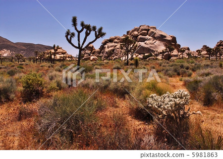 Joshua Tree National Park in California. 5981863