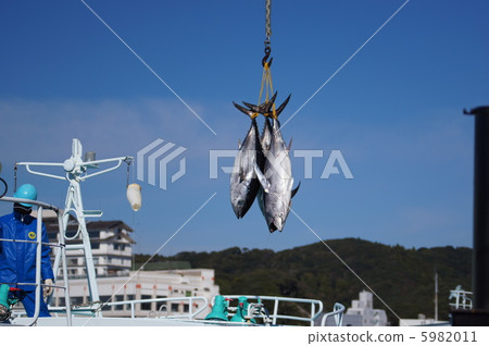 Flying tuna 5982011