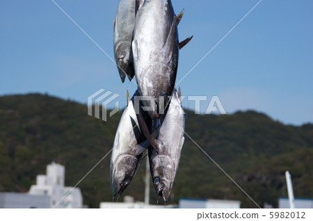 Flying tuna 5982012