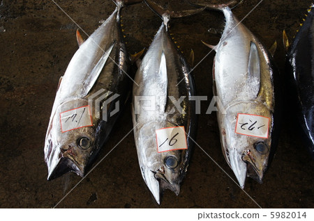 油炸賓果金槍魚 油炸賓果金槍魚 5982014