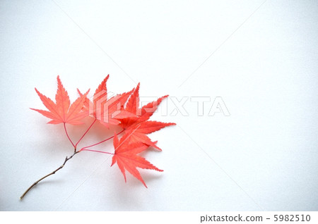 Acer palmatum 5982510