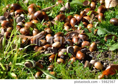 Acorn 5982567