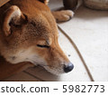 Shiba Inu sleeps 5982773