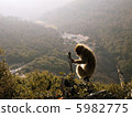 A sorrowful monkey 5982775