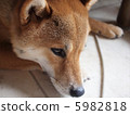 Shiba Inu 5982818