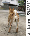 Shiba Inu behind the scenes 5982819