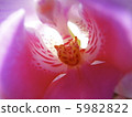 Pink Column Macro 5982822