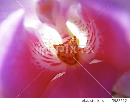 Pink Column Macro Pink Column Macro 5982822