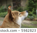Model Wind Shiba Inu 5982823