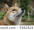 Model Wind Shiba Inu 5982824
