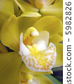 Yellow column 5982826
