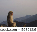 Japanese profile monkey 5982836