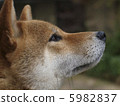Model Wind Shiba Inu 5982837