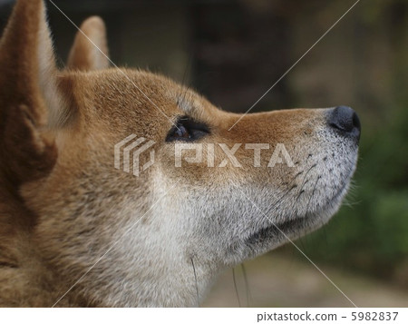 模型Wind Shiba Inu 5982837