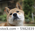 Model Wind Shiba Inu 5982839