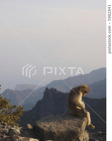 A sorrowful monkey A sorrowful monkey 5982841