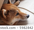 Shiba Inu on your eyes 5982842