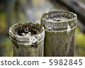 Hide and seeska frog 5982845