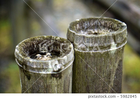 Hide and seeska frog Hide and seeska frog 5982845