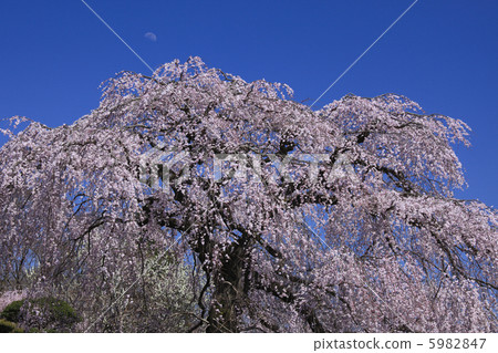 Moon and cherry blossoms Anping of Ankokuji cherry blossoms spring 5982847