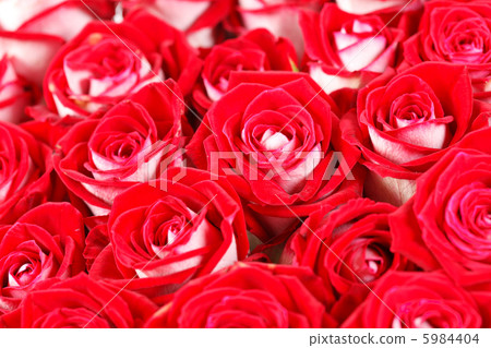 roses roses 5984404