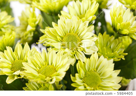 flowers 5984405