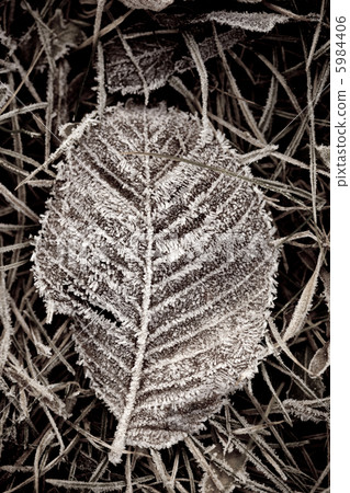 leaf leaf 5984406