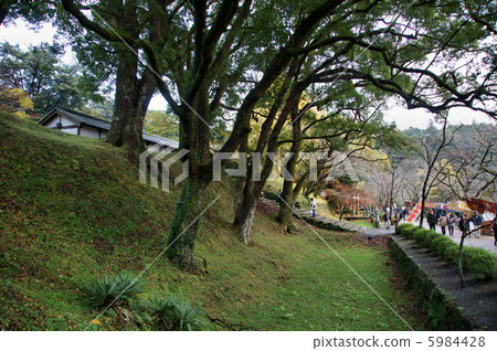 Akizuki Castle Ruins Cedar Baba Akizuki Castle Town 5984428