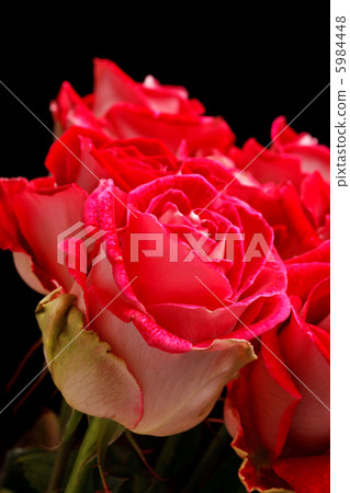 roses roses 5984448
