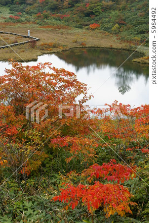 Autumn leaves "Pond of Kusatsu and weapons removal" 5984492