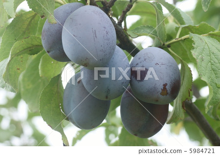 prune prune 5984721