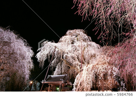 櫻花“Okuchi Chichibu / Kiunumi Temple”Buddy櫻花點亮 5984766