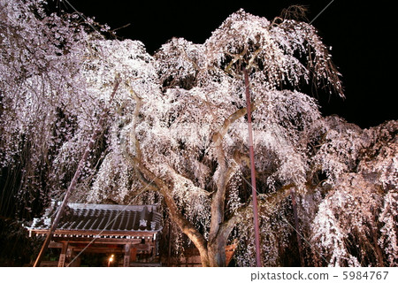 櫻花“Okuchi Chichibu / Kiunumi Temple”Buddy櫻花點亮 5984767