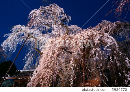 Cherry blossom "Okuchi Chichibu / Kiunumi Temple" Buddy cherry blossoms light up 5984770
