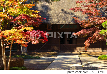 武藏野步行/佛寺·Hirin 5984790