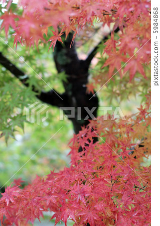 Autumn leaves 5984868