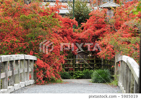 京都長岡天神Kinsui-tei的杜鵑花 5985019