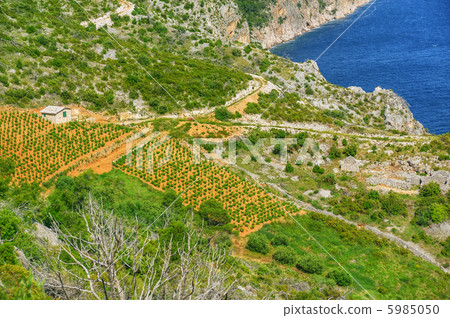 Vineyards, Hvar island, Croatia 5985050