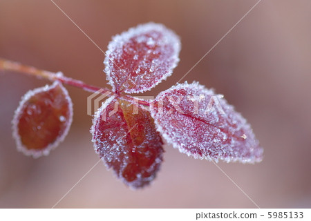 Frost Frost 5985133