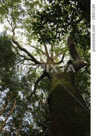 Country landscape 5985184