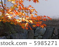 秋天的樹葉 5985271