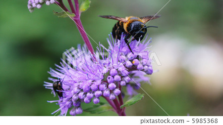 菊花和蜜蜂 5985368