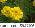 花和昆蟲 5985406