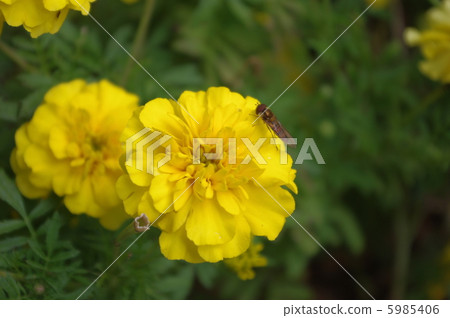 花和昆蟲 花和昆蟲 5985406