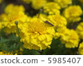 花和昆蟲 5985407