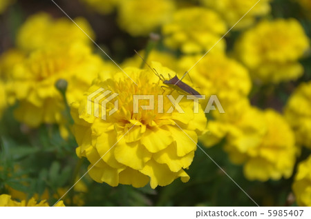花和昆蟲 花和昆蟲 5985407