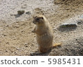 小動物 5985431