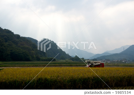 Rural scenery in autumn Rice reaping Rural scenery in autumn Rice reaping 5985534