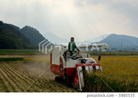 Young farmer harvesting rice 5985535