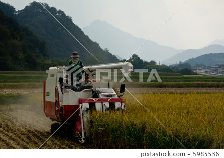Young woman making farm work _ Harvesting rice Young woman making farm work _ Harvesting rice 5985536
